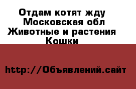 Отдам котят жду - Московская обл. Животные и растения » Кошки   